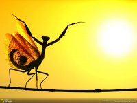 national-geographic-photo-contest-2014-photography-11.jpg